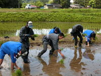 田植え①